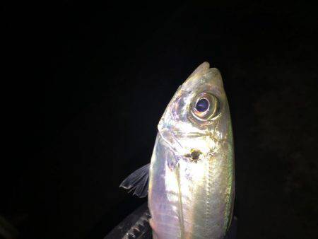 まだまだ釣れます！