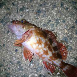 エギングからのメバリング