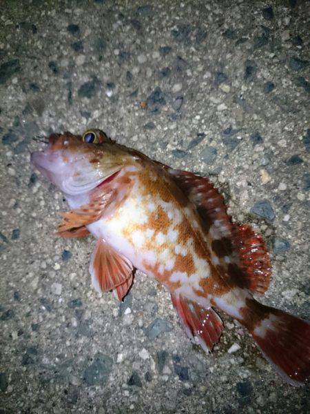 エギングからのメバリング