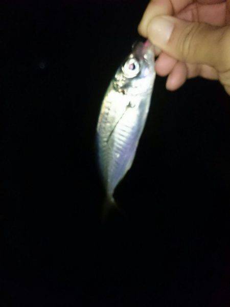 雨を覚悟の上でメバリング