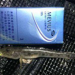 明暗の境目だけでバイトが連発