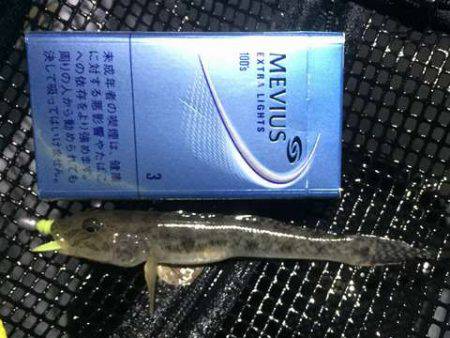 明暗の境目だけでバイトが連発