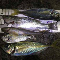 釣り納めファミリーサビキング