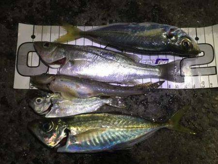 釣り納めファミリーサビキング