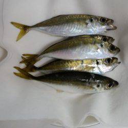 渋々ペロアジング