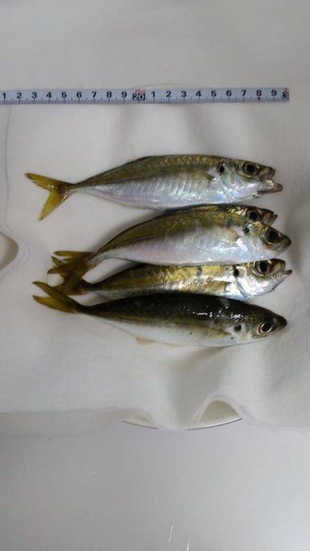 渋々ペロアジング