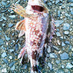 アオリのちメバリング~♪