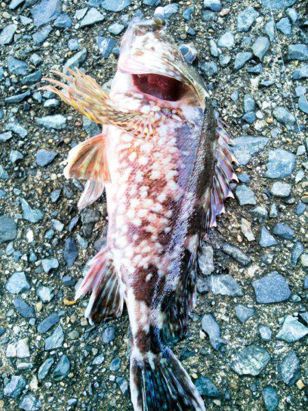 アオリのちメバリング~♪