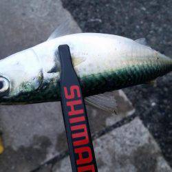 ギリギリ中!?アジングちょうさっ!