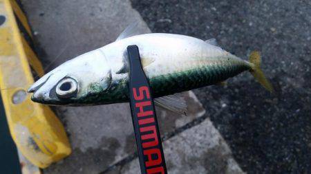 ギリギリ中!?アジングちょうさっ!