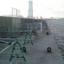 コウイカは今年４匹目です。