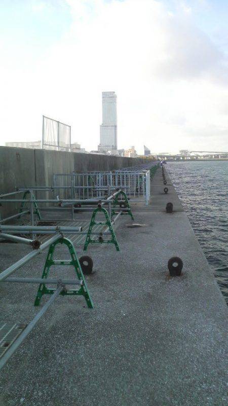 コウイカは今年４匹目です。