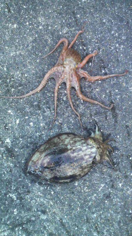 またまた良型のコウイカが釣れたよ！