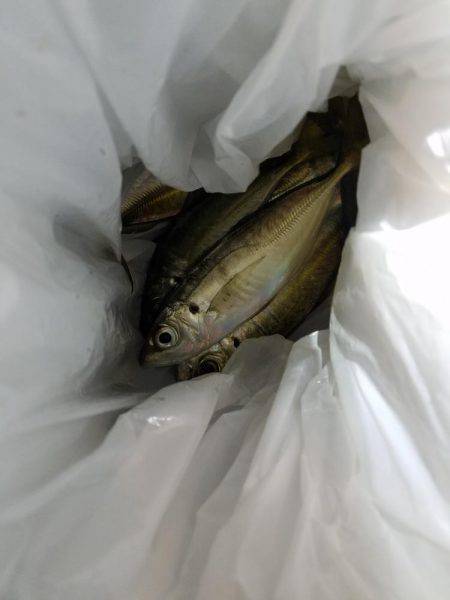 爆風ペロアジング