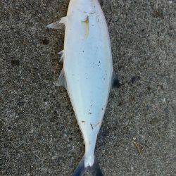 舞洲ルアーフィッシング