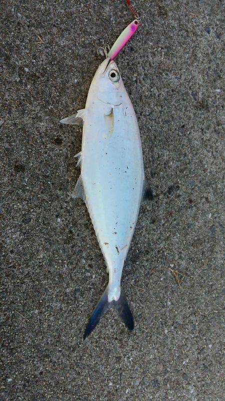 舞洲ルアーフィッシング