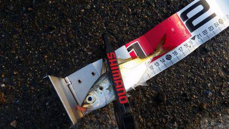 終盤戦でもまだまだ釣れる！？