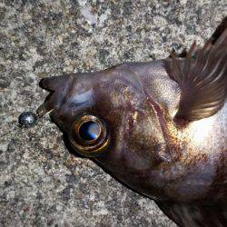 爆釣メバリング!!