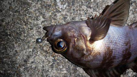 爆釣メバリング!!