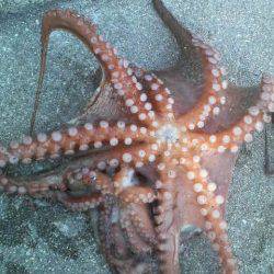 イカがダメならタコを釣るゾ!!