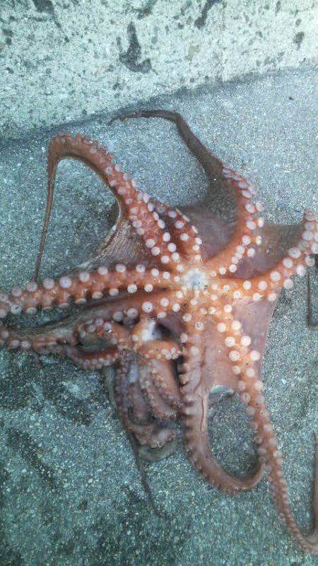 イカがダメならタコを釣るゾ!!