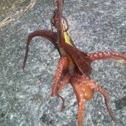 今日も釣れたよ！