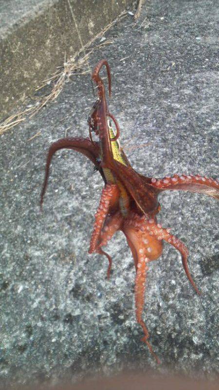 今日も釣れたよ！