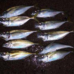 アジングカーニバル