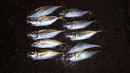 アジングカーニバル