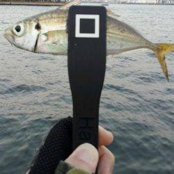 舞洲DAYアジング