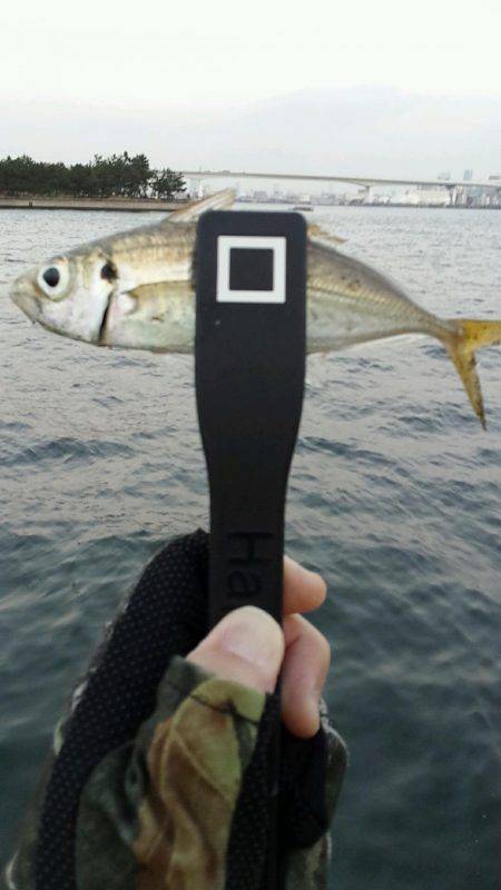 舞洲DAYアジング