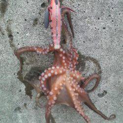 今日はタコ2匹きでした(^^♪