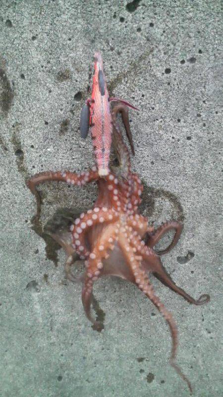 今日はタコ2匹きでした(^^♪