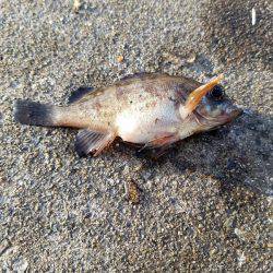 何とか五目達成♪