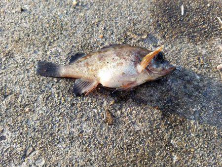 何とか五目達成♪