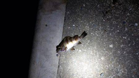 入れ食い！？メバリング