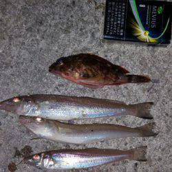 タッチー、お出かけ?