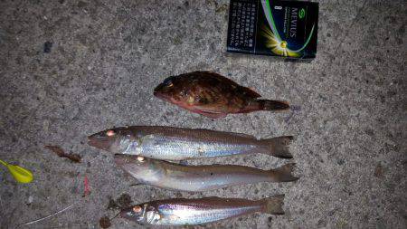 タッチー、お出かけ？