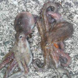 まだまだタコは釣れるよ!