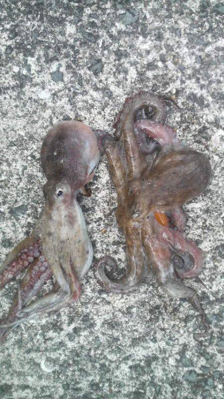 まだまだタコは釣れるよ!