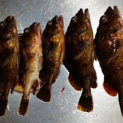 メバリングのはずが、まさかの良型ガシラ！！