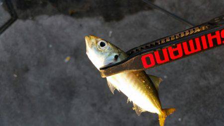 まだ居るの！？アジング