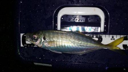 どおして君は2cm足りないの？