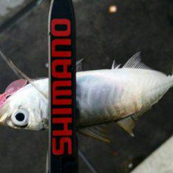 やっとでたー！旨アジー！！