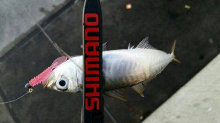 やっとでたー！旨アジー！！