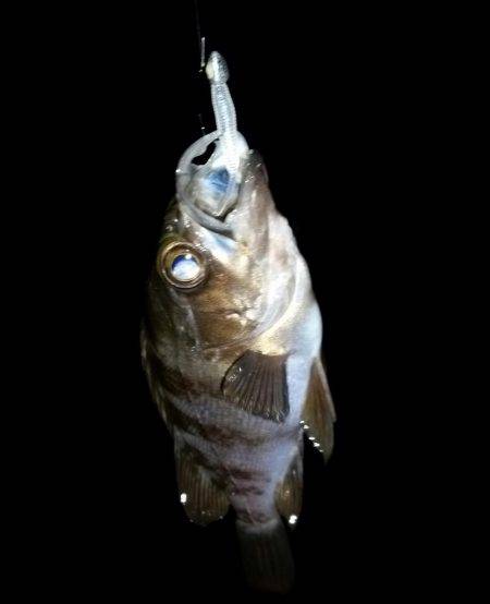 半年ぶりくらいに！