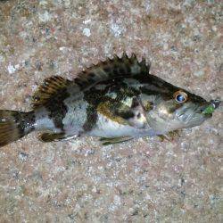 南芦屋浜北側水道 穴釣り