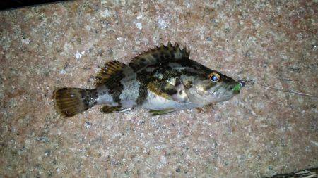 南芦屋浜北側水道 穴釣り