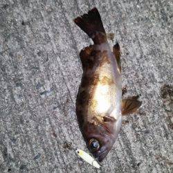 釣り納めメバリング