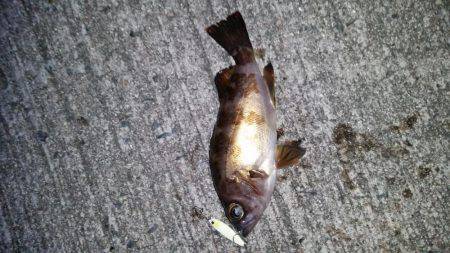 釣り納めメバリング